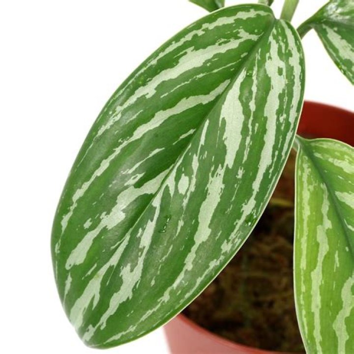 Unveiling the Mystery of Alexis Murphy's Death: What Really Happened? - SarkariResult